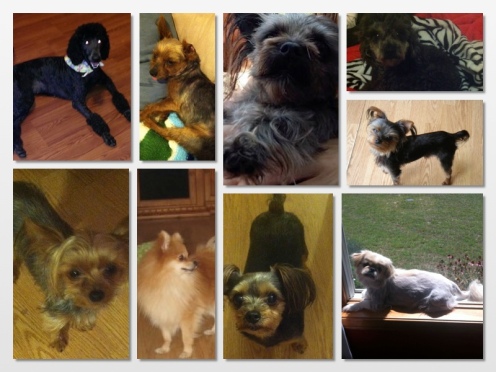 My Family of Canines